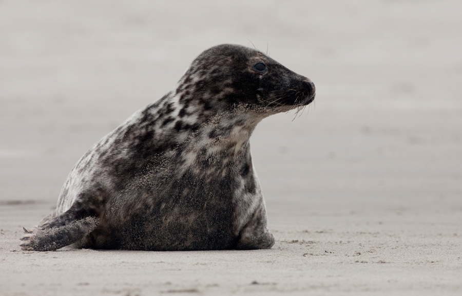 Grey seal / Grijze zeehond