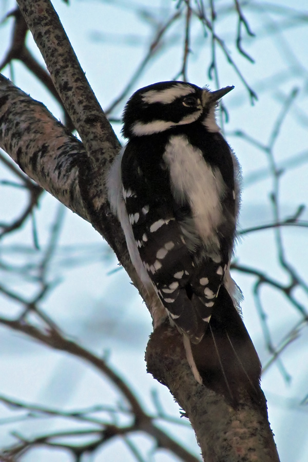 Downey Woodpecker