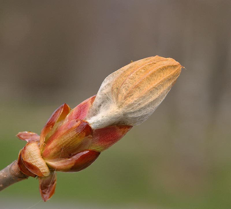 Hstkastanj, (Aesculus hippocastanum)