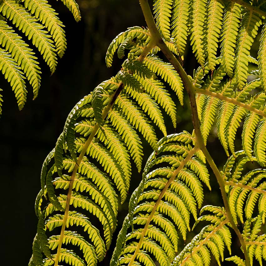 24 November 2011 - Backlit Fern