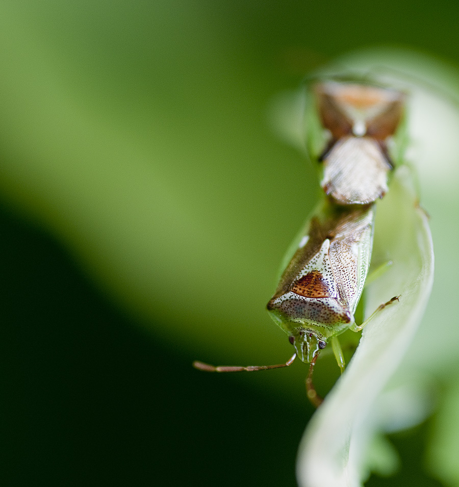 Shield beetle