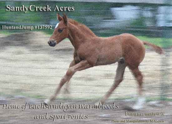 Hunt and Jump Inc. Stable Image.jpg