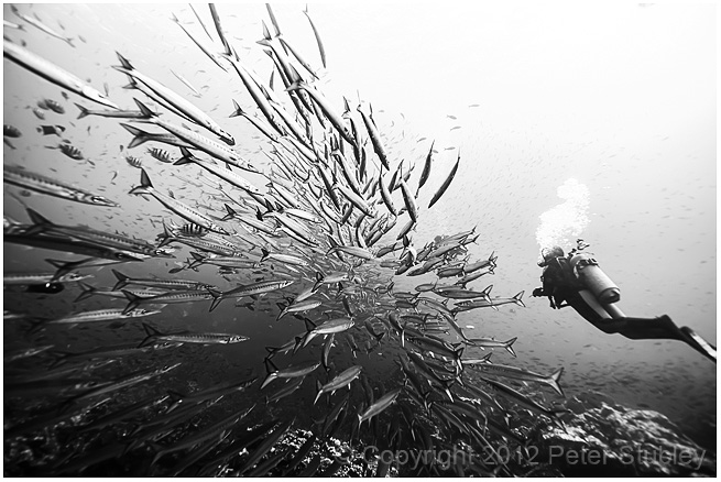 Schooling barracuda.