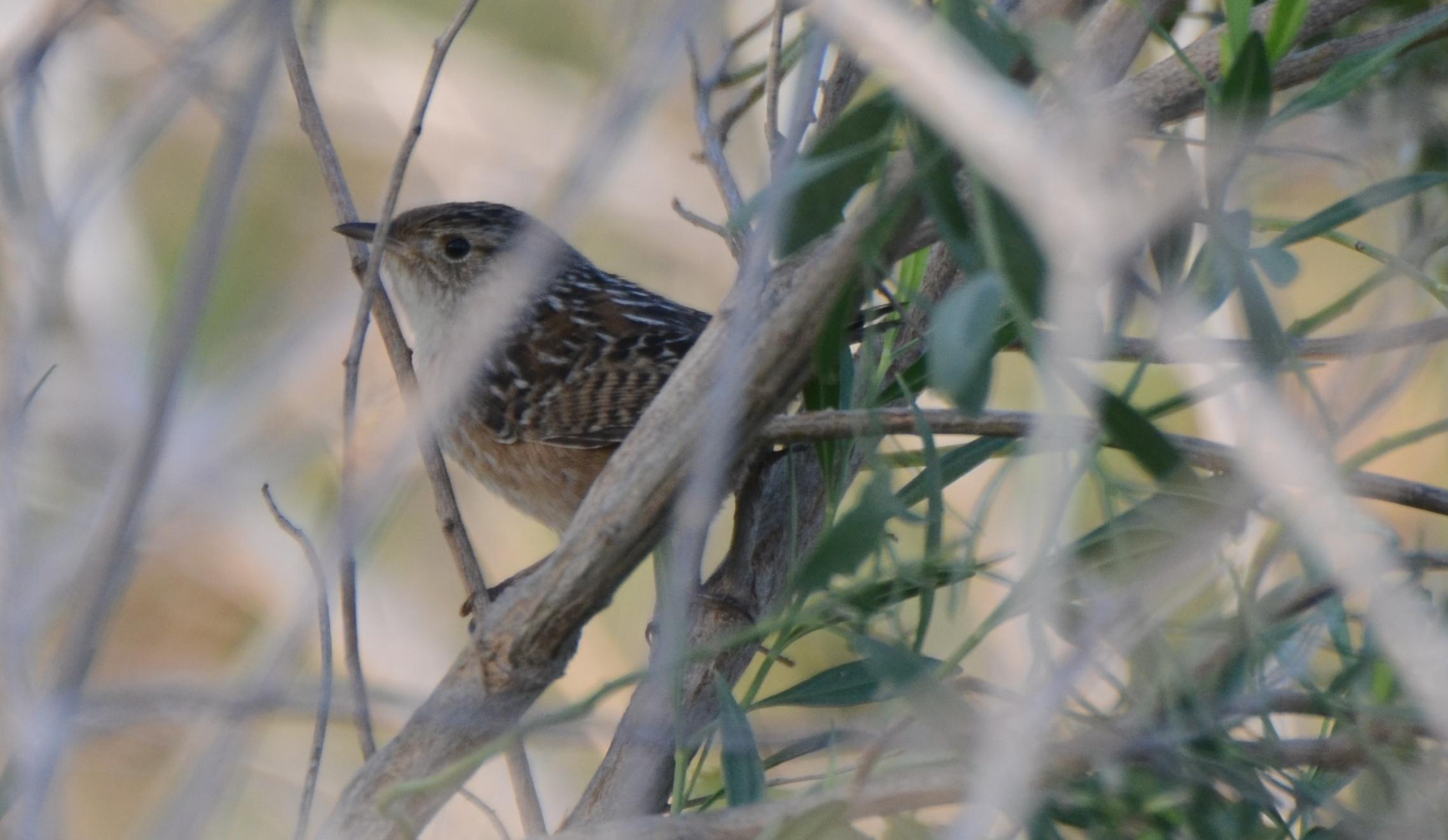 Sedge Wren