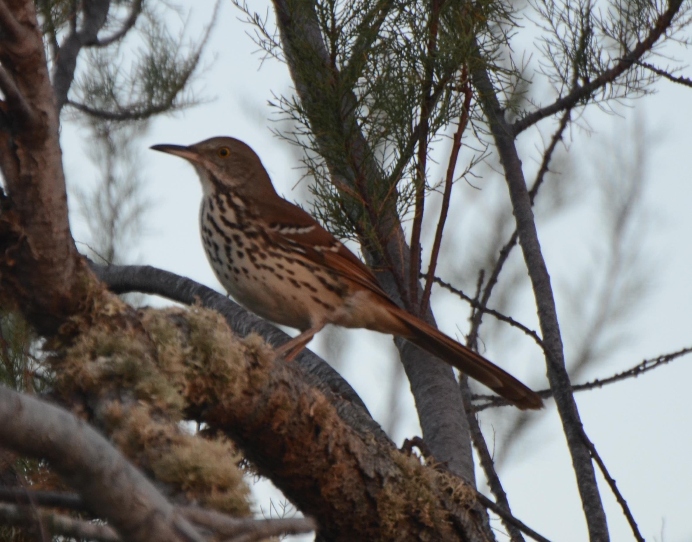 Brown Thrasher