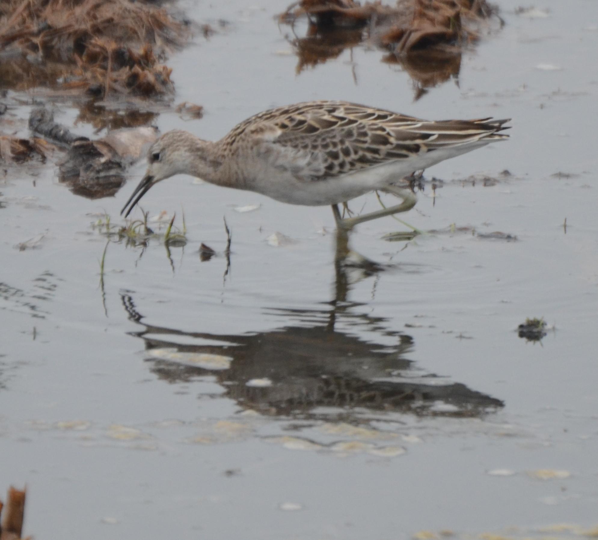 Ruff, Juvenile