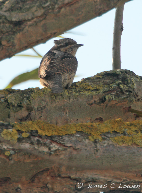 Wryneck