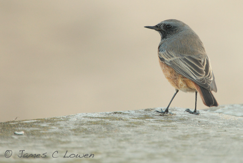 Eastern Black Redstart