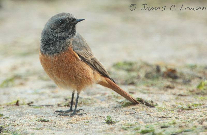 Eastern Black Redstart