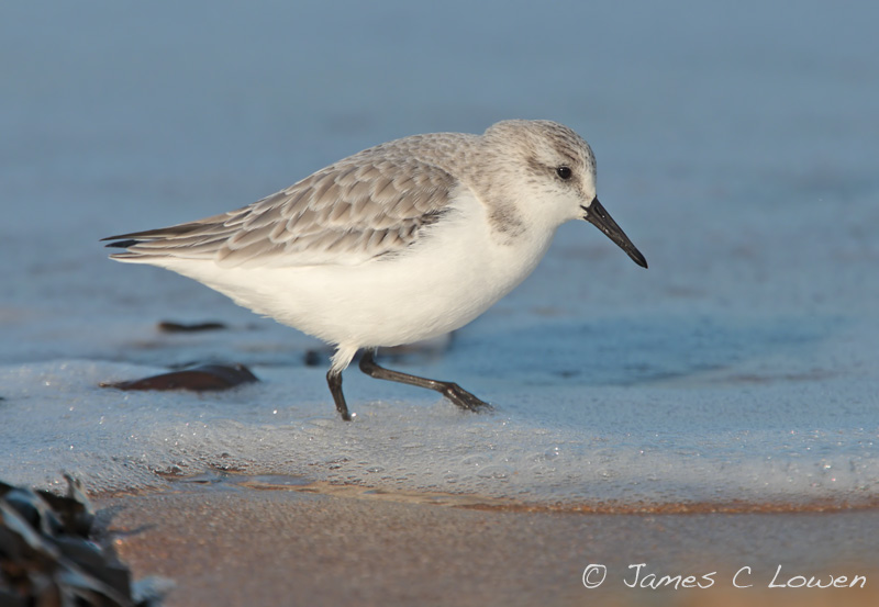 Sanderling