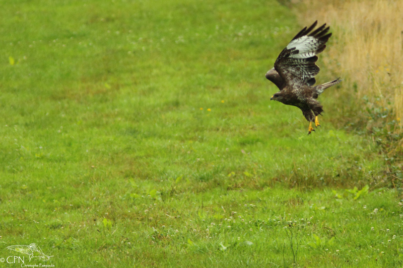 Common buzzard