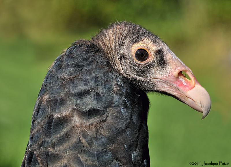 Urubu  tte rouge / Turkey Vulture