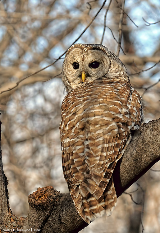 Chouette raye / Barred Owl