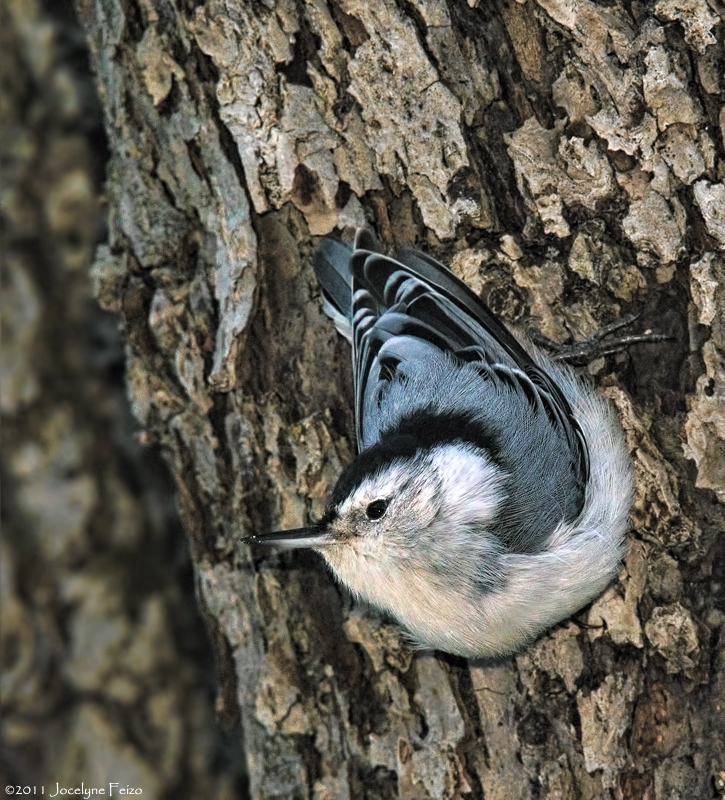 Sittelle  poitrine blanche / White-breasted Nuthatch