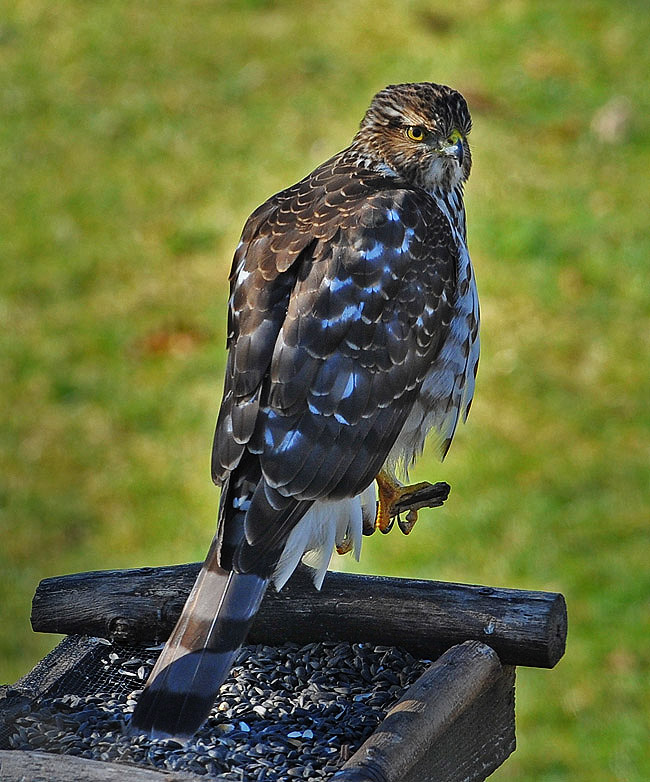 King of the Bird Feeder