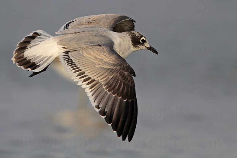 _MG_4079 Franklins Gull.jpg
