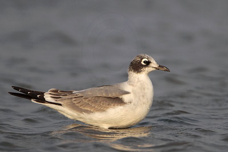 _MG_4089 Franklins Gull.jpg