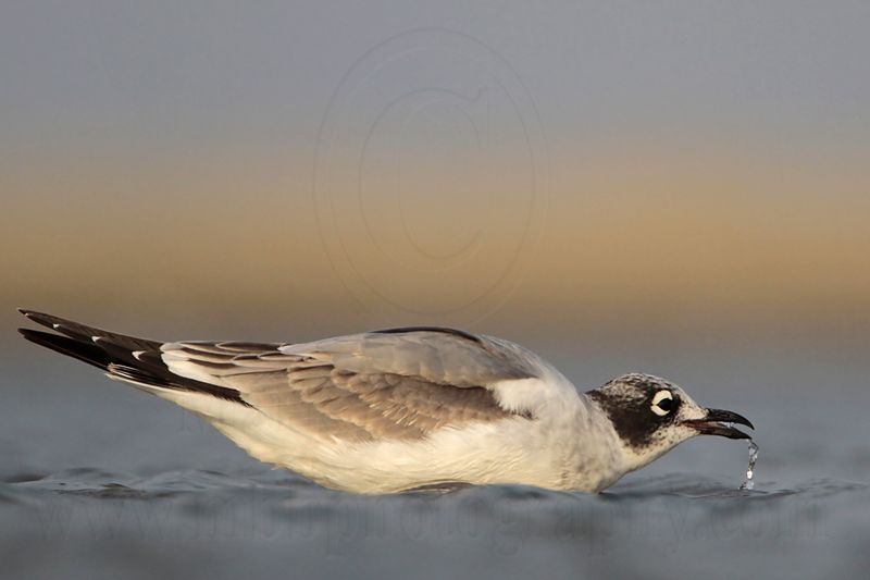 _MG_4122 Franklins Gull drinking.jpg