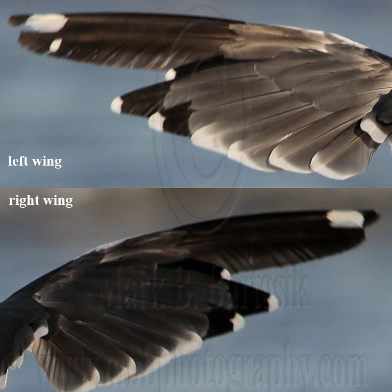 _MG_2348 Lesser Black-backed Gull handwings.jpg