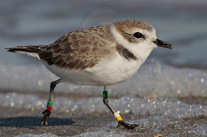 _MG_0493 Snowy Plover.jpg