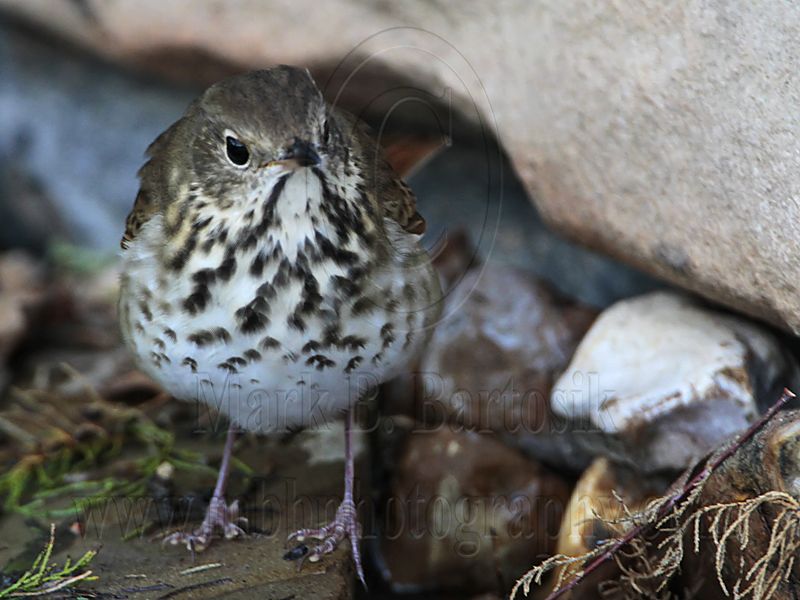 _MG_3041 Hermit Thrush.jpg