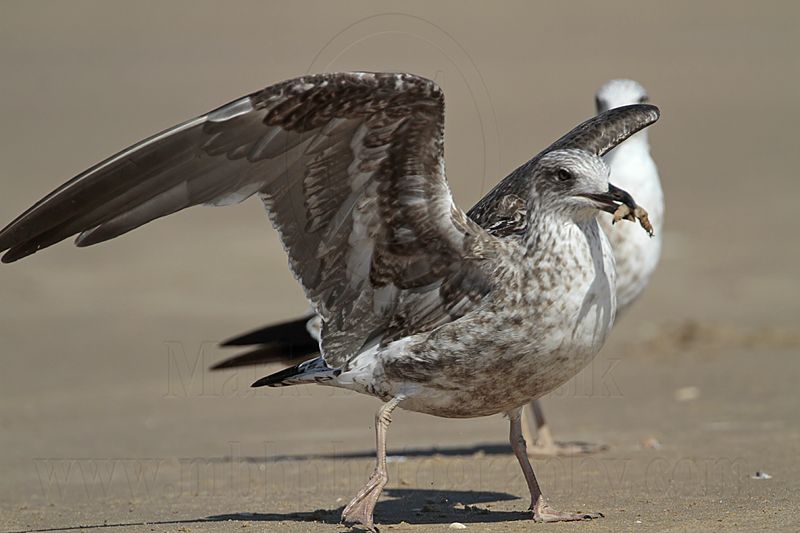_MG_2517 Lesser Black-backed Gull.jpg