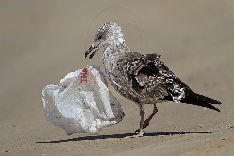 _MG_2646 Lesser Black-backed Gull.jpg