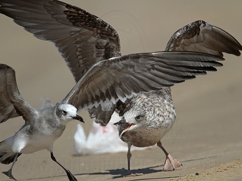_MG_2659 Lesser Black-backed & Laughing Gull.jpg