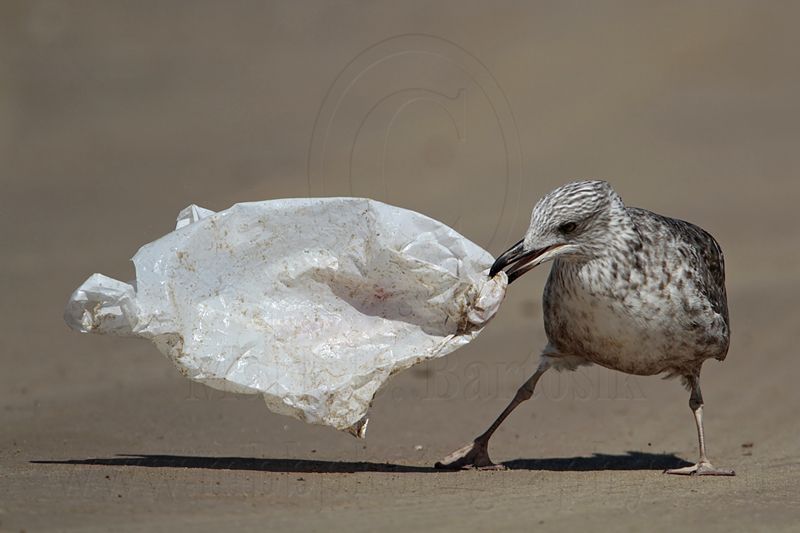 _MG_2721 Lesser Black-backed Gull.jpg