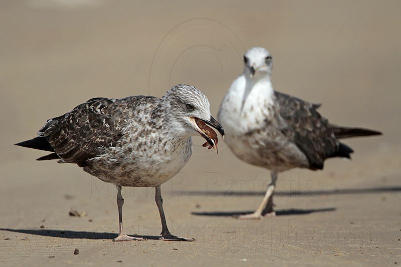 _MG_2753 Lesser Black-backed Gull.jpg