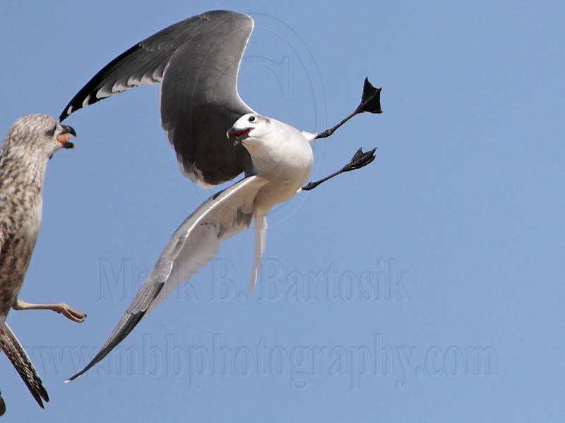 _MG_2772 Lesser Black-backed & Laughing Gull.jpg