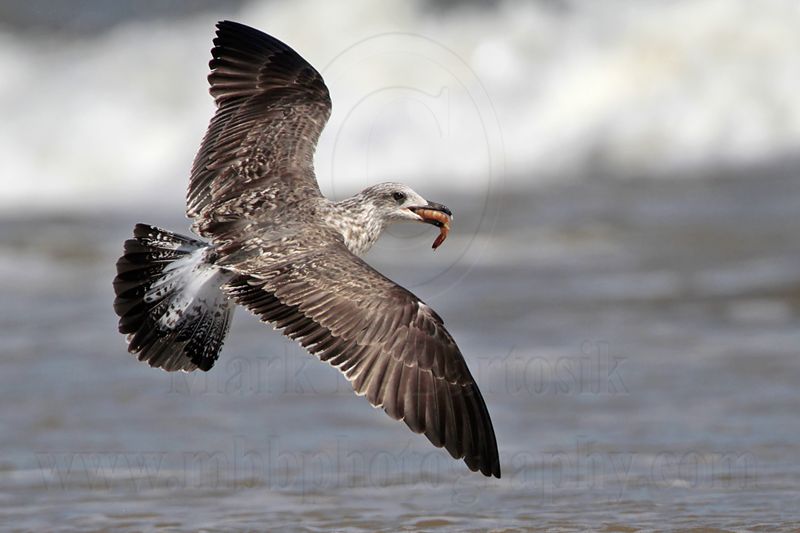 _MG_2809 Lesser Black-backed Gull.jpg