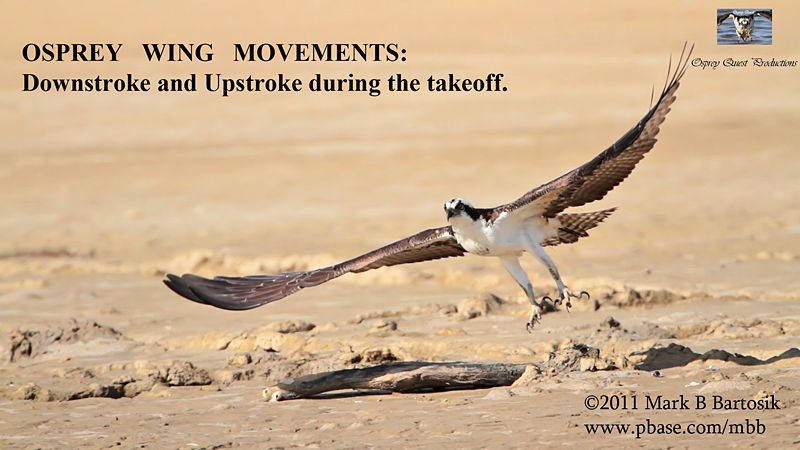 Osprey Takeoff 