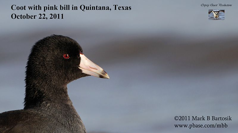Coot with pink bill.jpg