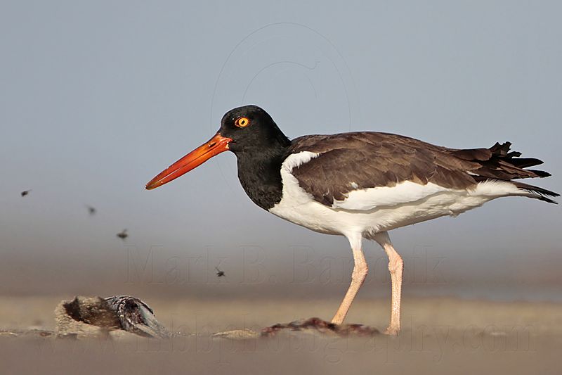 _MG_0087 American Oystercatcher.jpg