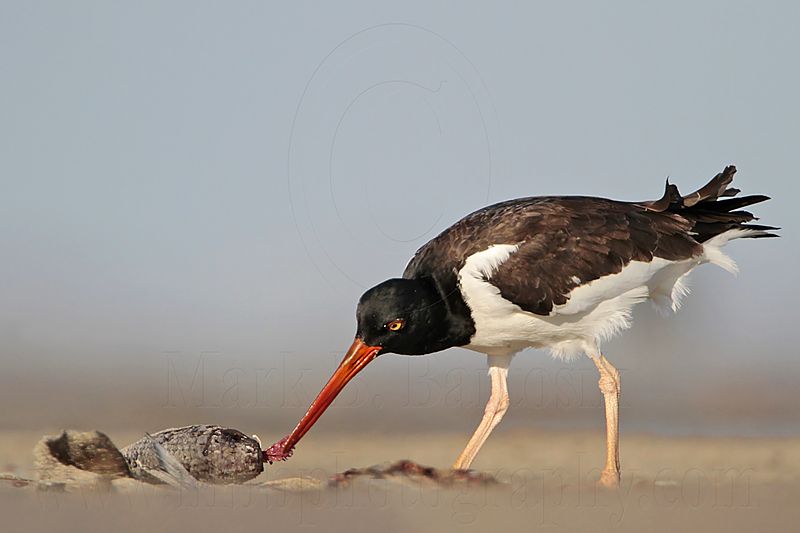_MG_0095 American Oystercatcher.jpg