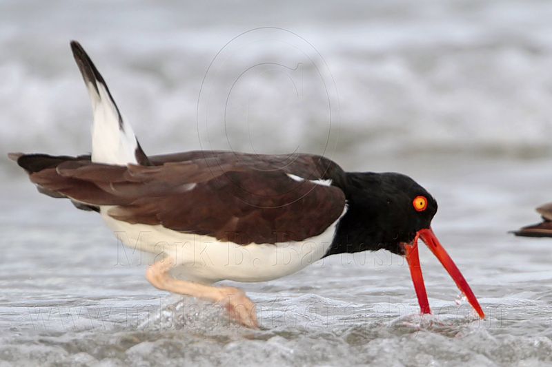 _MG_3064 American Oystercatcher.jpg