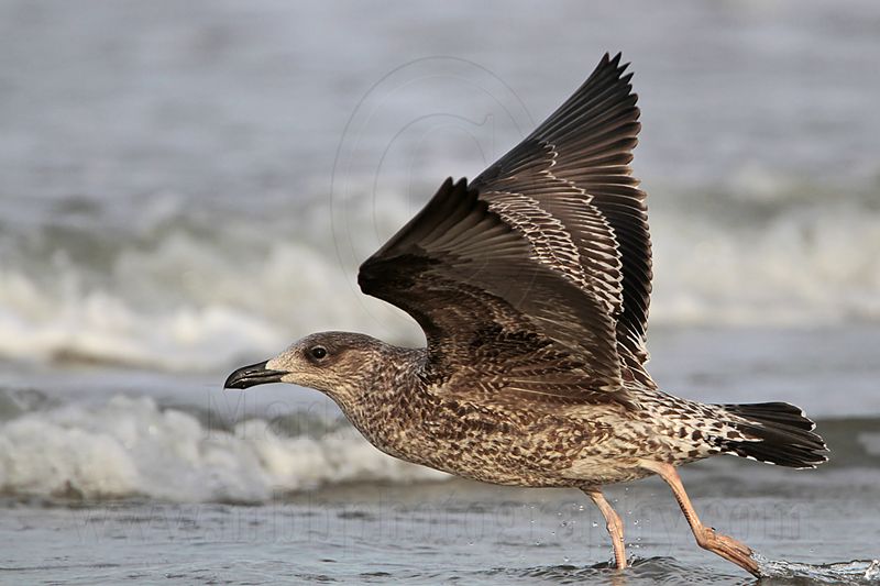 _MG_4734 Lesser Black-backed Gull 1cy Nov09.jpg