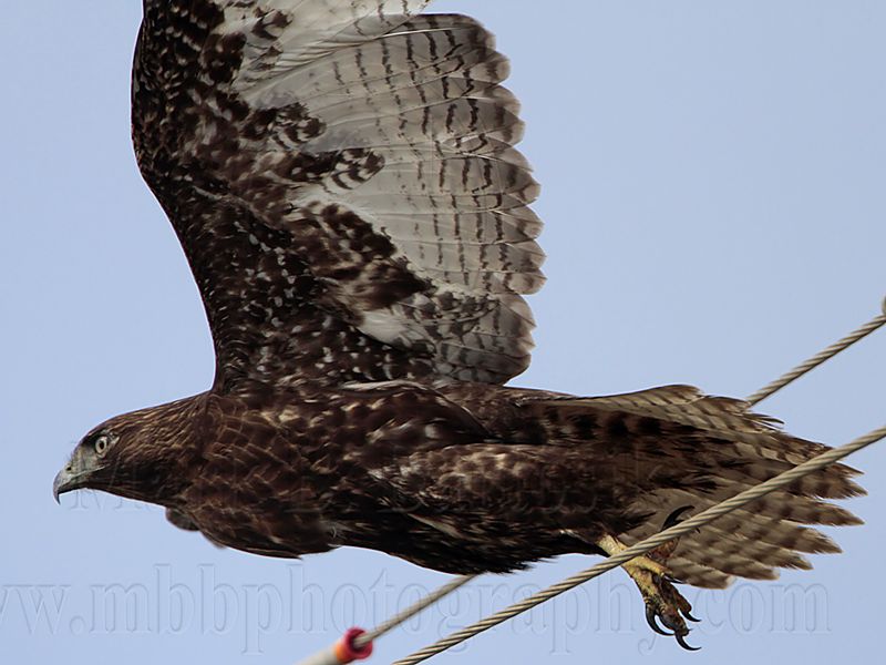 _MG_8444 Harlans Hawk.jpg