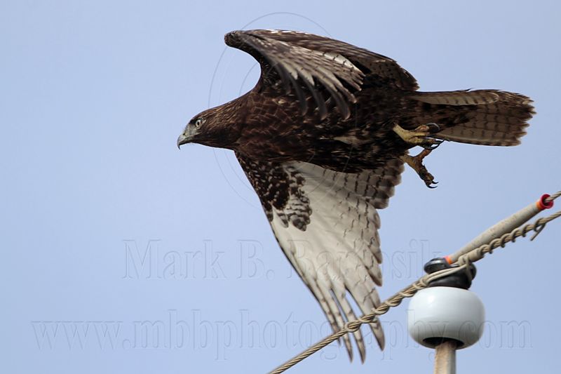 _MG_8445 Harlans Hawk.jpg