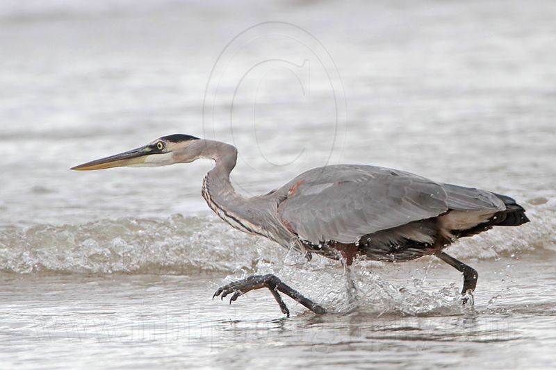 _MG_8281 Great Blue Heron.jpg