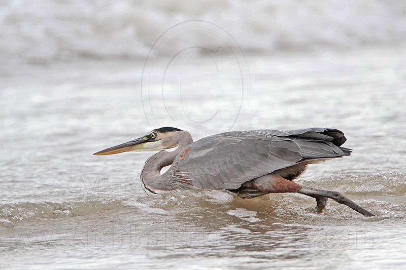 _MG_8287 Great Blue Heron.jpg