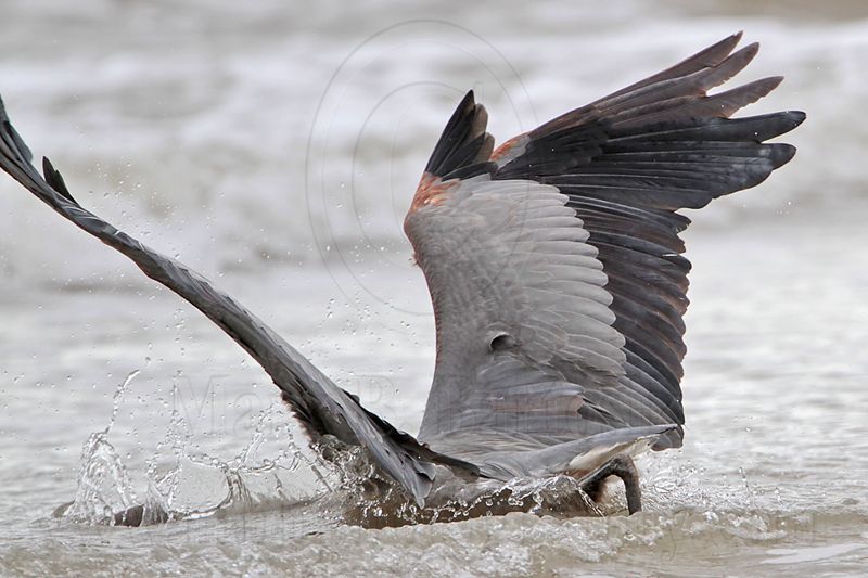 _MG_8289 Great Blue Heron.jpg