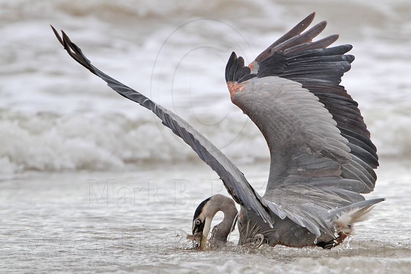 _MG_8293 Great Blue Heron.jpg