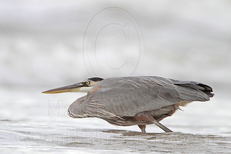 _MG_8354 Great Blue Heron.jpg