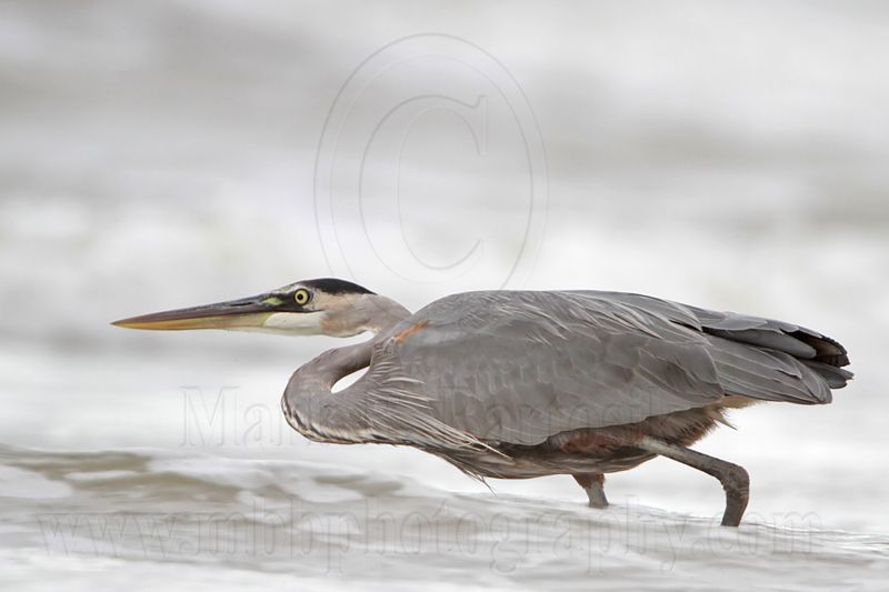 _MG_8356 Great Blue Heron.jpg