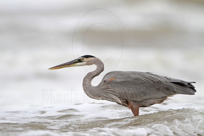 _MG_8394 Great Blue Heron.jpg