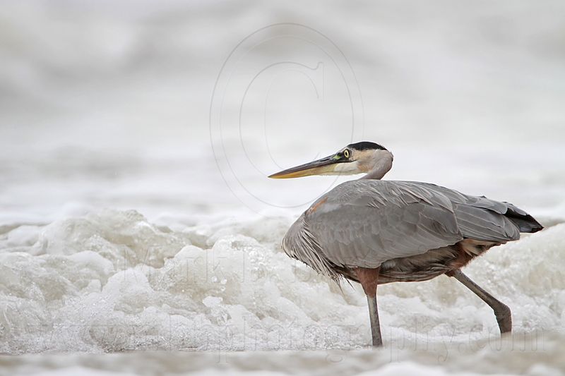 _MG_8451 Great Blue Heron.jpg