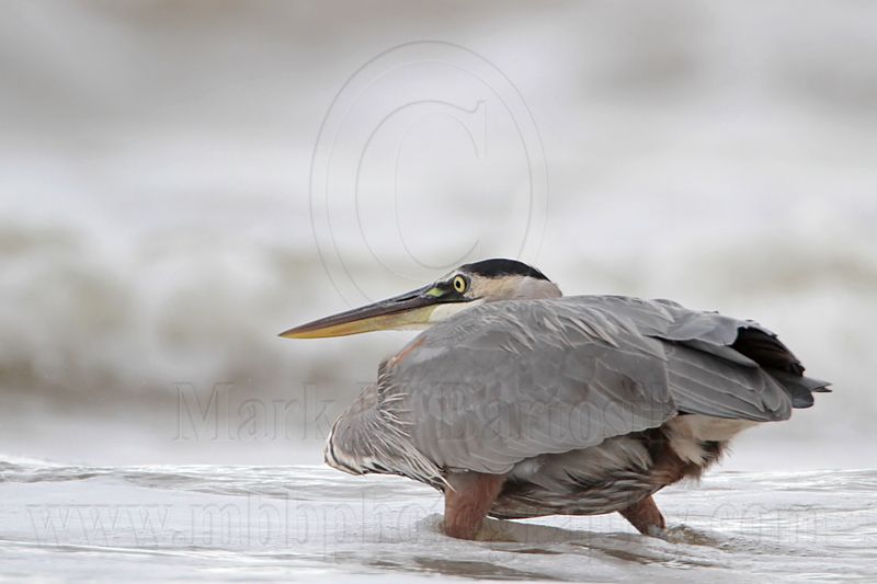 _MG_8460 Great Blue Heron.jpg