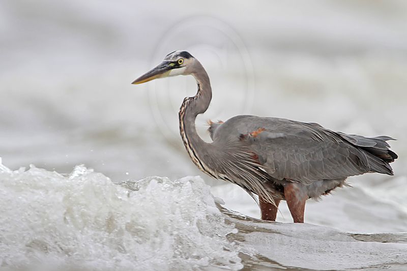 _MG_8468 Great Blue Heron.jpg